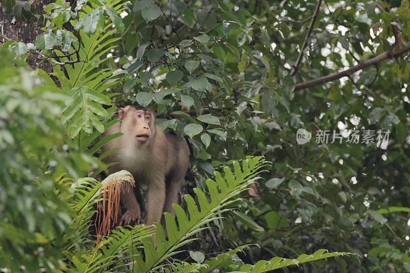 动物:成年南尾猕猴(Macaca nemestrina)，又称巽他尾猕猴或巽他尾猕猴。